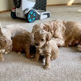 Cockapoo Puppies from Rosemary House