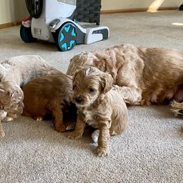 Cockapoo Puppies from Rosemary House