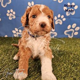 Diego - Red  male Goldendoodle puppy in Peyton, Colorado from Grace N Faith Doodles