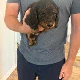 Derby - Black and tan male Dachshund puppy in Celina, Texas from Oak Bridge Farm