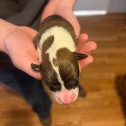 Girl 2 - Red female Pembroke Welsh Corgi puppy in Chubbuck, Idaho from Sunny J Corgis and Mini Americans