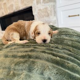 Bernedoodle, Cavapoo, Havanese, and Havapoo Puppies from Lady Paws Puppies - Cassie