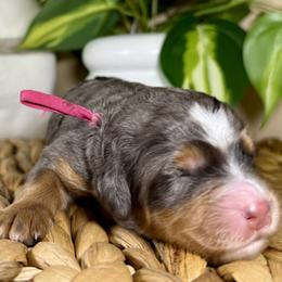 Girl 1 - female Bernedoodle puppy in Highland, Utah from Angel Pups Deluxe