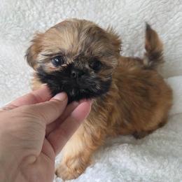 Natalie - Brindle female Shih Tzu puppy in Waynesboro, Pennsylvania from Big Win Shih Tzus