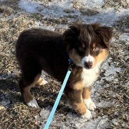 Miniature American Shepherd Puppies from Anchored Roots Miniature American Shepherds