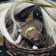 Boy 1 (Sabr) - Red Azawakh puppy in Philadelphia, Pennsylvania from Kel Imajaghan