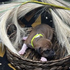 Boy 1 (Sabr) - Red Azawakh puppy in Philadelphia, Pennsylvania from Kel Imajaghan