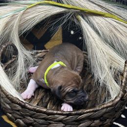Boy 1 (Sabr) - Red Azawakh puppy in Philadelphia, Pennsylvania from Kel Imajaghan