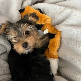 Assorted Doodle Crosses, Double Doodle, Maltipoo, Morkie, and Yorkipoo Puppies from Danza Bolo