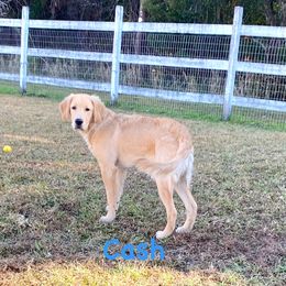 Golden Retriever Puppies from Gate City Goldens