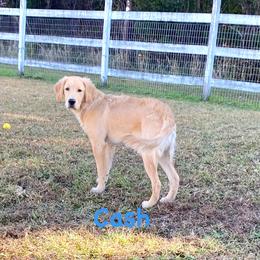 Golden Retriever Puppies from Gate City Goldens