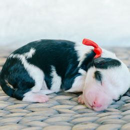 Girl 7 - Tri-color female Bernedoodle puppy in Spanish Fork, Utah from K Brand Doodles