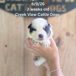 Boy 4 - Blue mottled male Australian Cattle Dog puppy in Monroe, North Carolina from Creek View Cattle Dogs