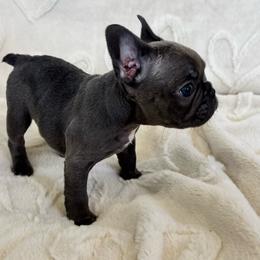 Boy 2 - Blue male French Bulldog puppy in City Of Industry, California from Cert. Frenchies