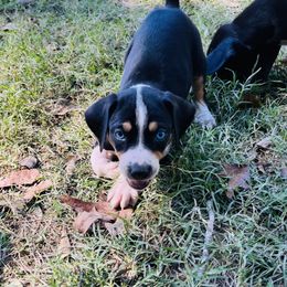 Catahoula Leopard Dog Puppies from Double A Catahoulas