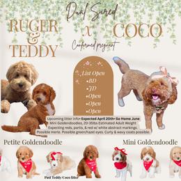Upcoming Litter female pick 5 - Red  female Goldendoodle puppy in Hopkins County, Texas from Boutique Doodles
