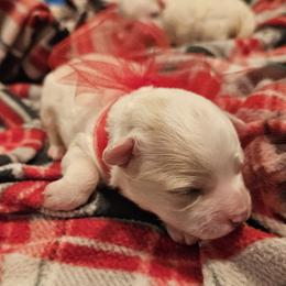 Anna - White female Bichon Frise puppy in Boerne, Texas from Bichons of Boerne