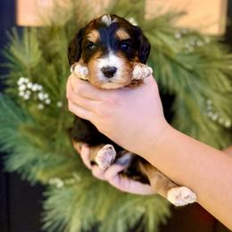 Boy 4 - Tri-color male Bernedoodle puppy in Salt Lake County, Utah from Coco Avenue Pups