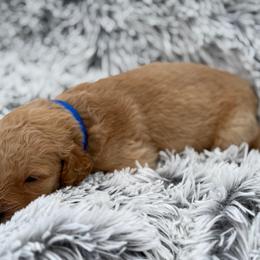 Teddy - Apricot male Goldendoodle puppy in Ambrose, Georgia from Brandilyn's Aussies