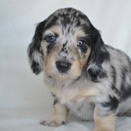 Dachshund Puppies from Dreamheart Dachshunds