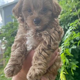 Poodle Puppies from Kindred Companions Toy Doodles