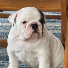 Boy 2 - Red brindle and white male Bulldog puppy in Crane Hill, Alabama from Jetana Bulldogs
