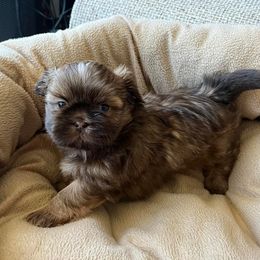 Dachshunds and Shih Tzus from Merisue's Shih Tzu's and Dachshunds