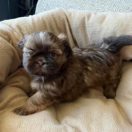 Dachshunds and Shih Tzus from Merisue's Shih Tzu's and Dachshunds