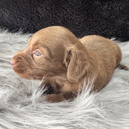 Girl 2 - female Dachshund puppy in Cabool, Missouri from Dachshund's of Country Magic Farms in Missouri
