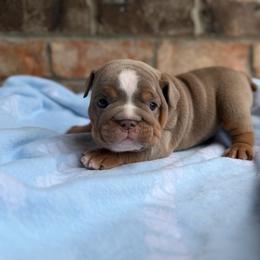 Boy 2 - Lilac tri-color male Bulldog puppy in Hernando, Mississippi from Blues City Bulldogs