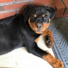 Rottweiler Puppies from Bronx Von Bridges Rottweilers