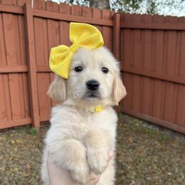 Grace - Golden Retriever puppy from Daisy Lynn Goldens