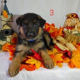 German Shepherd Puppies from Kindheitstraum Kennels