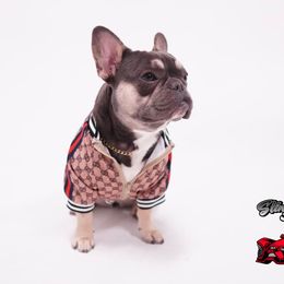 French Bulldogs from Sling Shot Frenchies