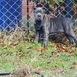 Cane Corso Puppies from Killing Joke Cane Corsos