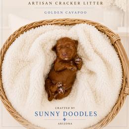 Breton - Red male Cavapoo puppy in Queen Creek, Arizona from Sunny Doodles