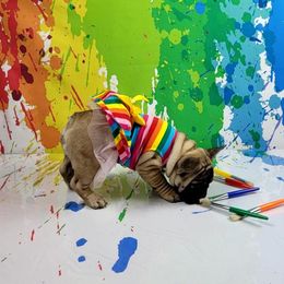 Bulldog and French Bulldog Puppies from AdoraBull Bulldogs