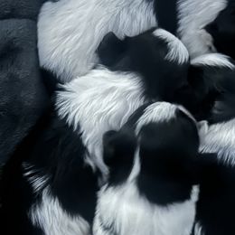 Shih Tzus from Sherrie’s Pups