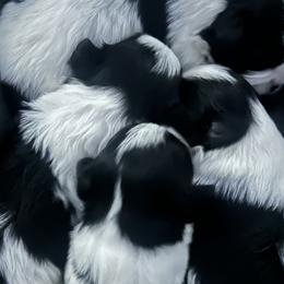 Shih Tzus from Sherrie’s Pups