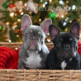 French Bulldog puppies from Beason’s HomeGrown Frenchies