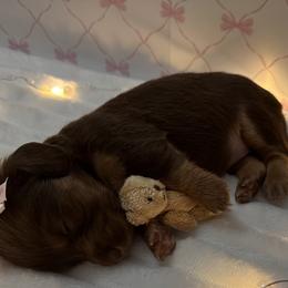 Dachshunds from Storybook Dachshunds
