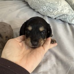 Boy 2 - Black and cream male Dachshund puppy in Spotsylvania Courthouse, Virginia from Doma Za Dachshunds