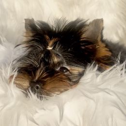 Amor - Black and gold female Yorkshire Terrier puppy in Las Vegas, Nevada from Yorkiepupsntcups