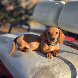 AKC Meet Gibson :) - Red male Dachshund puppy in Centerville, Iowa from Barnyard Dachshunds, Dals & Doodles