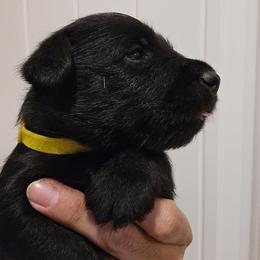 Male6 - Black male Scottish Terrier puppy in Conroe, Texas from Scotch McLaren Terriers