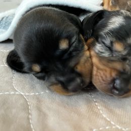 Dachshund Puppies from Cotton Hill Dachshunds