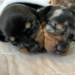 Dachshund Puppies from Cotton Hill Dachshunds
