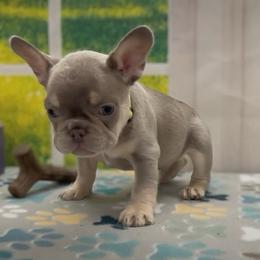 Eddie - Tricolors male French Bulldog puppy in Spokane, Washington from Lilac City Frenchies
