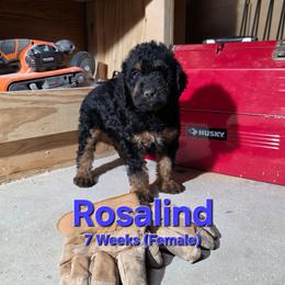 Rosalind - Black female Labradoodle puppy in Genoa City, Wisconsin from Sakura Pups