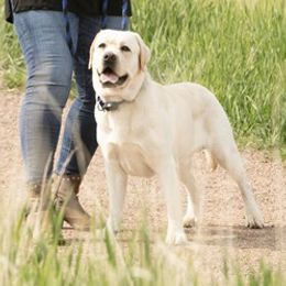 Yeti - Labrador Retriever